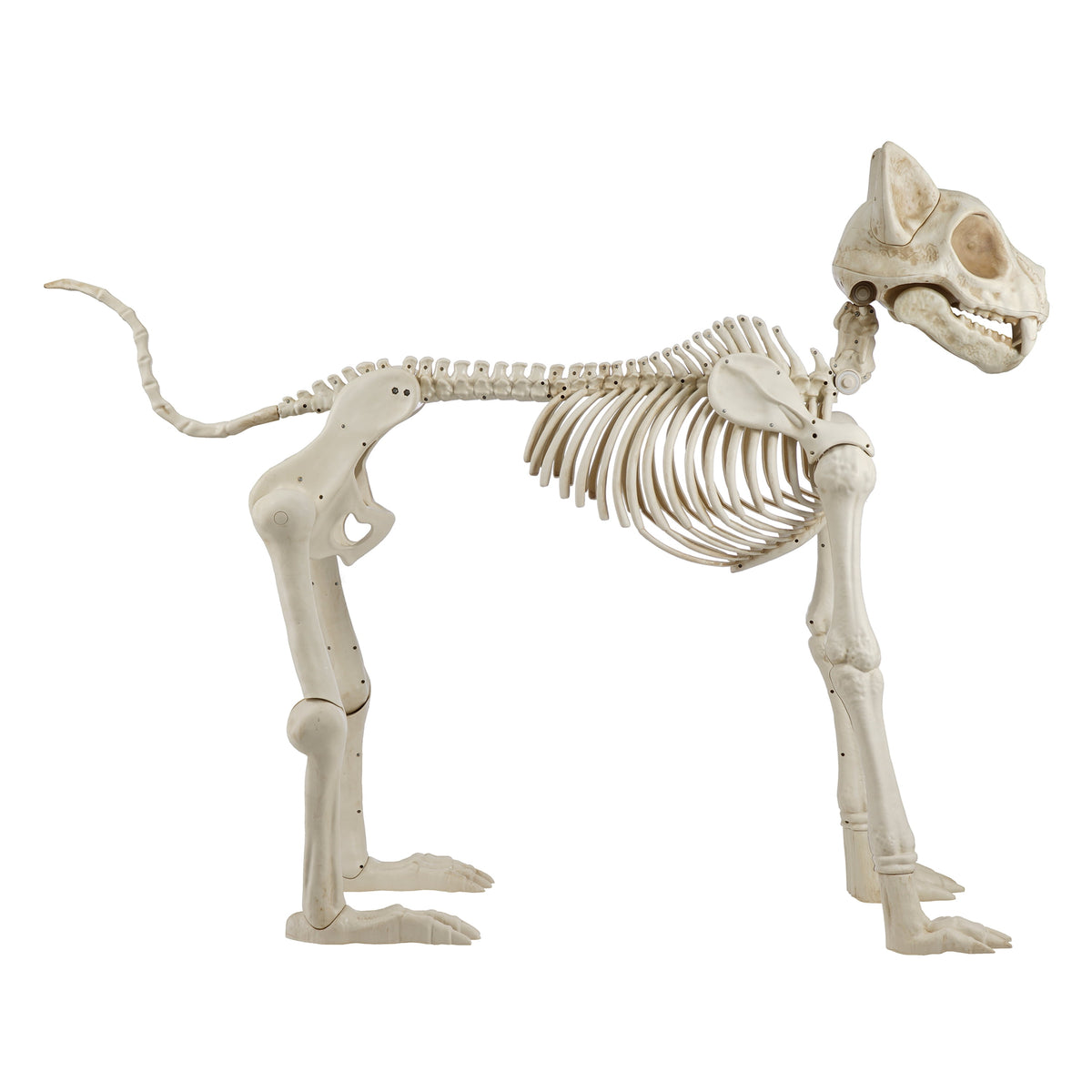 Haunt & Co Beige Plastic Animated Skeleton Cat, 60-inch