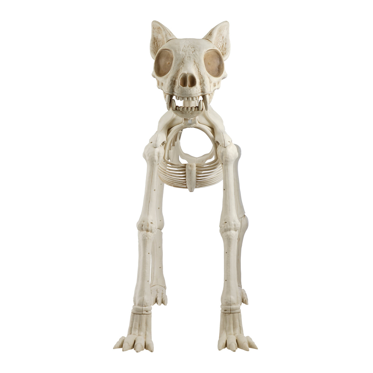 Haunt & Co Beige Plastic Animated Skeleton Cat, 60-inch
