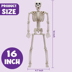 Haunt & Co 5 PCS Posable Halloween Skeleton Decor 16 Inches, Full Body Posable Joints Hanging Skeletons for , Graveyard Props, Haunted House Accessories, Spooky Scene Party Favors