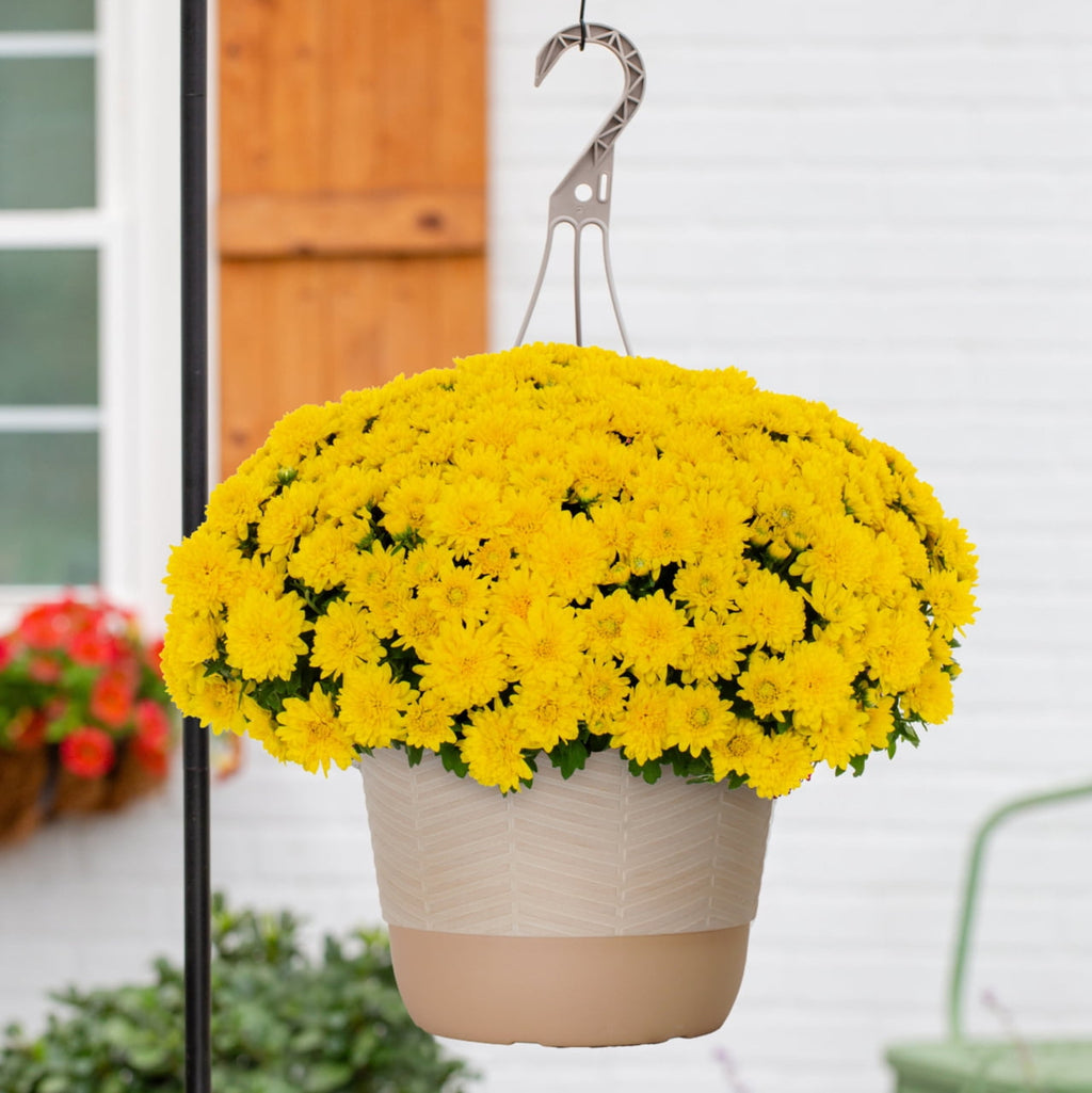 Haunt & Co 1.5G Yellow Garden Mum Live Plant in Hanging Basket