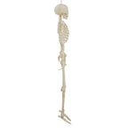 Haunt & Co 5-foot Poseable LED Illuminated Skeleton