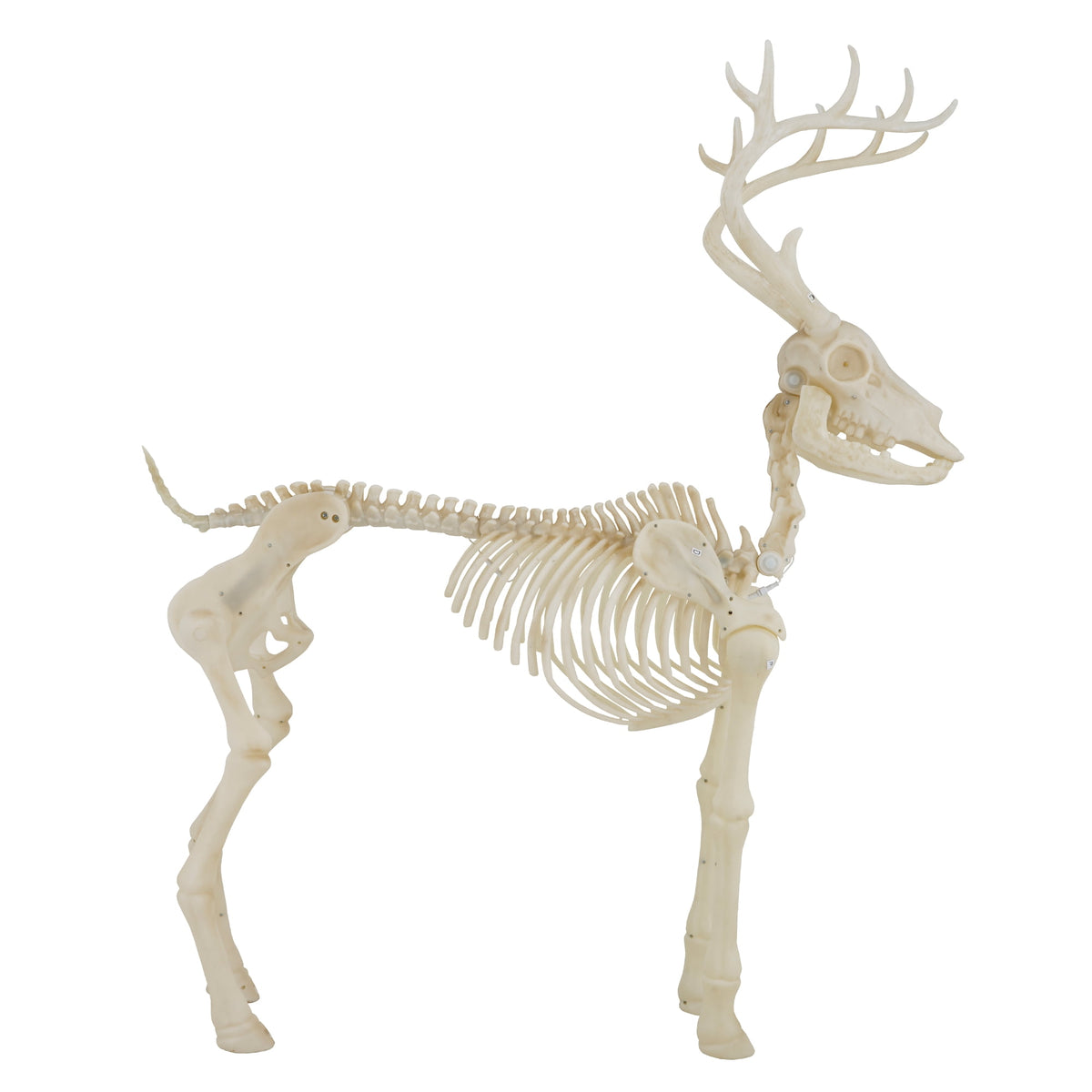 Haunt & Co LED Illuminated Deer Skeleton, 60-inch