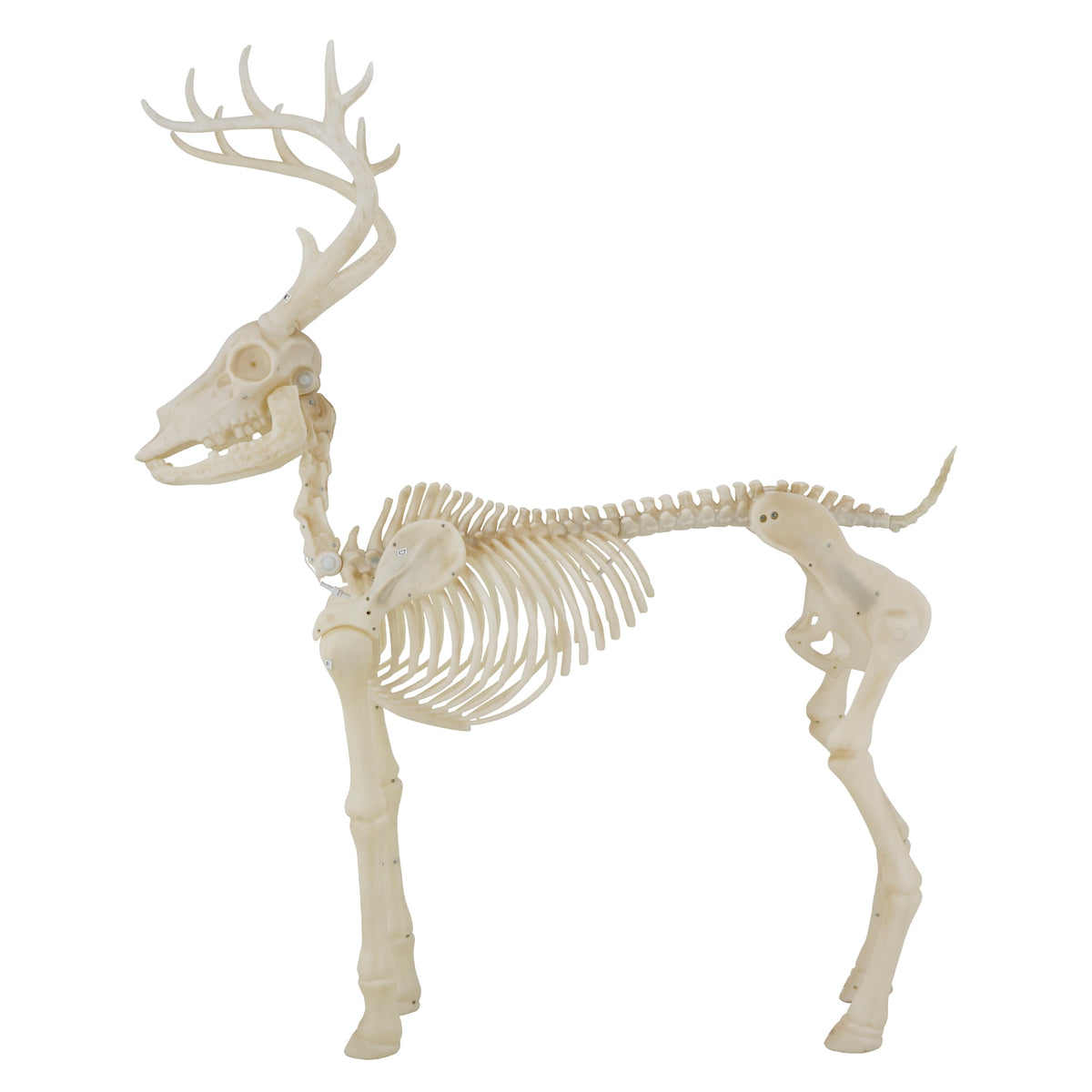 Haunt & Co LED Illuminated Deer Skeleton, 60-inch