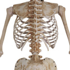 Haunt & Co 8 ft Tall Motion-Activated Towering Skeleton, Premium Talking Halloween Animatronic Decoration, Plug-In