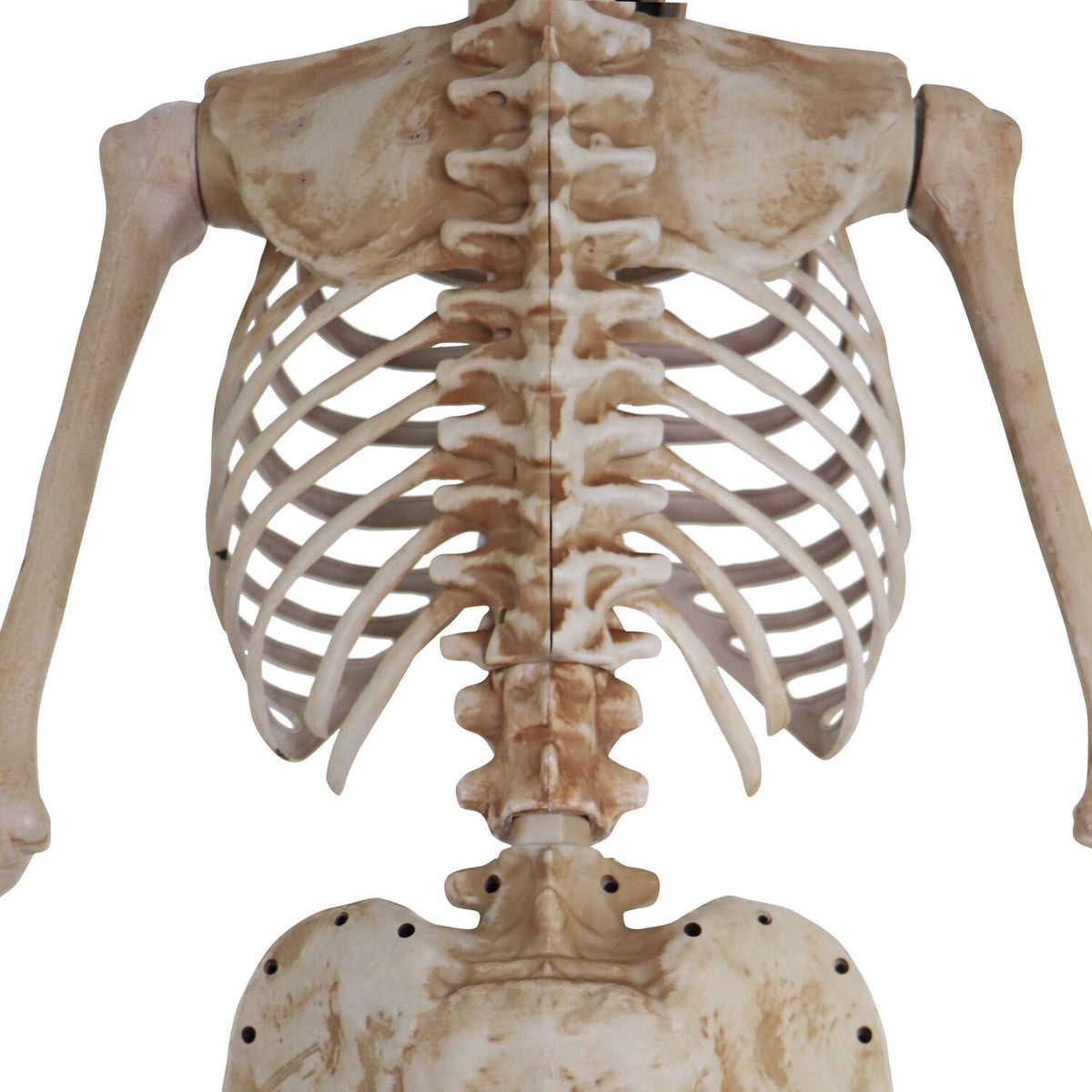 Haunt & Co 8 ft Tall Motion-Activated Towering Skeleton, Premium Talking Halloween Animatronic Decoration, Plug-In