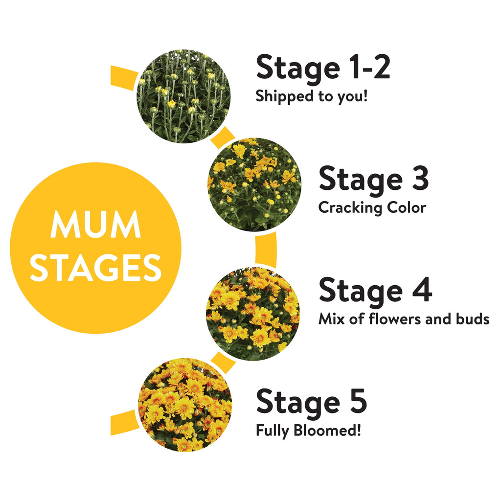 Haunt & Co 1G Orange Garden Mum Live Plant in Decorative Planter