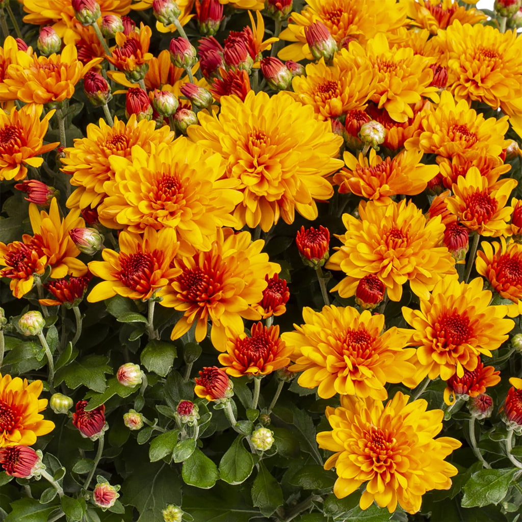 Haunt & Co 1G Orange Garden Mum Live Plant in Decorative Planter