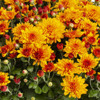 Haunt & Co 1G Orange Garden Mum Live Plant in Decorative Planter