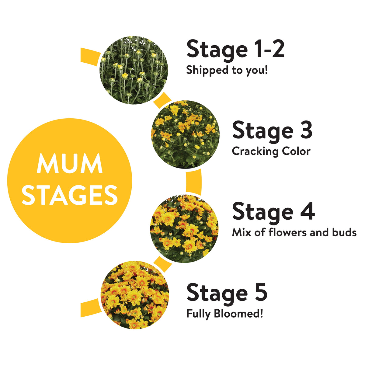 Haunt & Co 1.5G Yellow Garden Mum Live Plant in Hanging Basket
