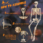 Haunt & Co 5.4 ft Halloween skeleton decoration, with movable joints, flexible skeleton for poses, scary skeleton suitable