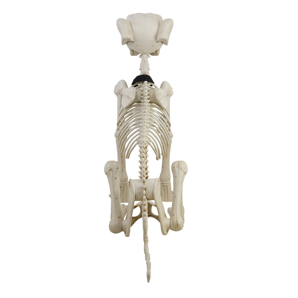 Haunt & Co 60-inch Animated Beige Skeleton Dog