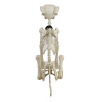 Haunt & Co 60-inch Animated Beige Skeleton Dog