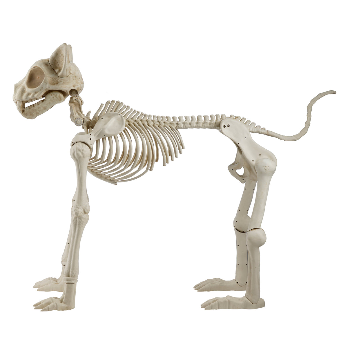 Haunt & Co Beige Plastic Animated Skeleton Cat, 60-inch