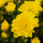Haunt & Co 1.5G Yellow Garden Mum Live Plant in Hanging Basket