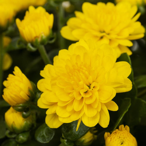 Haunt & Co 1.5G Yellow Garden Mum Live Plant in Hanging Basket