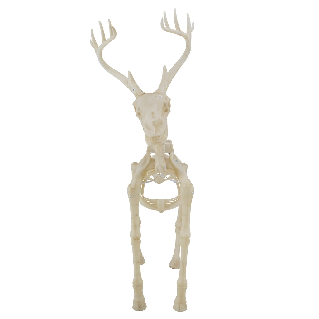 Haunt & Co LED Illuminated Deer Skeleton, 60-inch