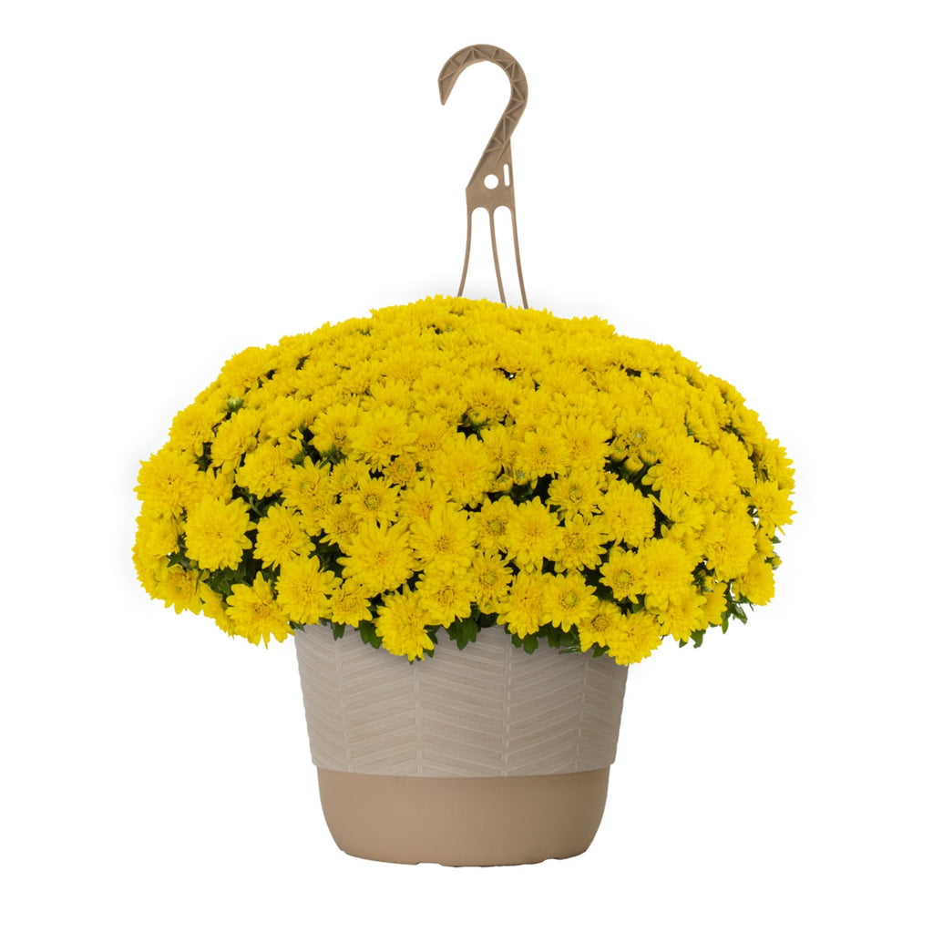 Haunt & Co 1.5G Yellow Garden Mum Live Plant in Hanging Basket