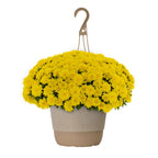 Haunt & Co 1.5G Yellow Garden Mum Live Plant in Hanging Basket