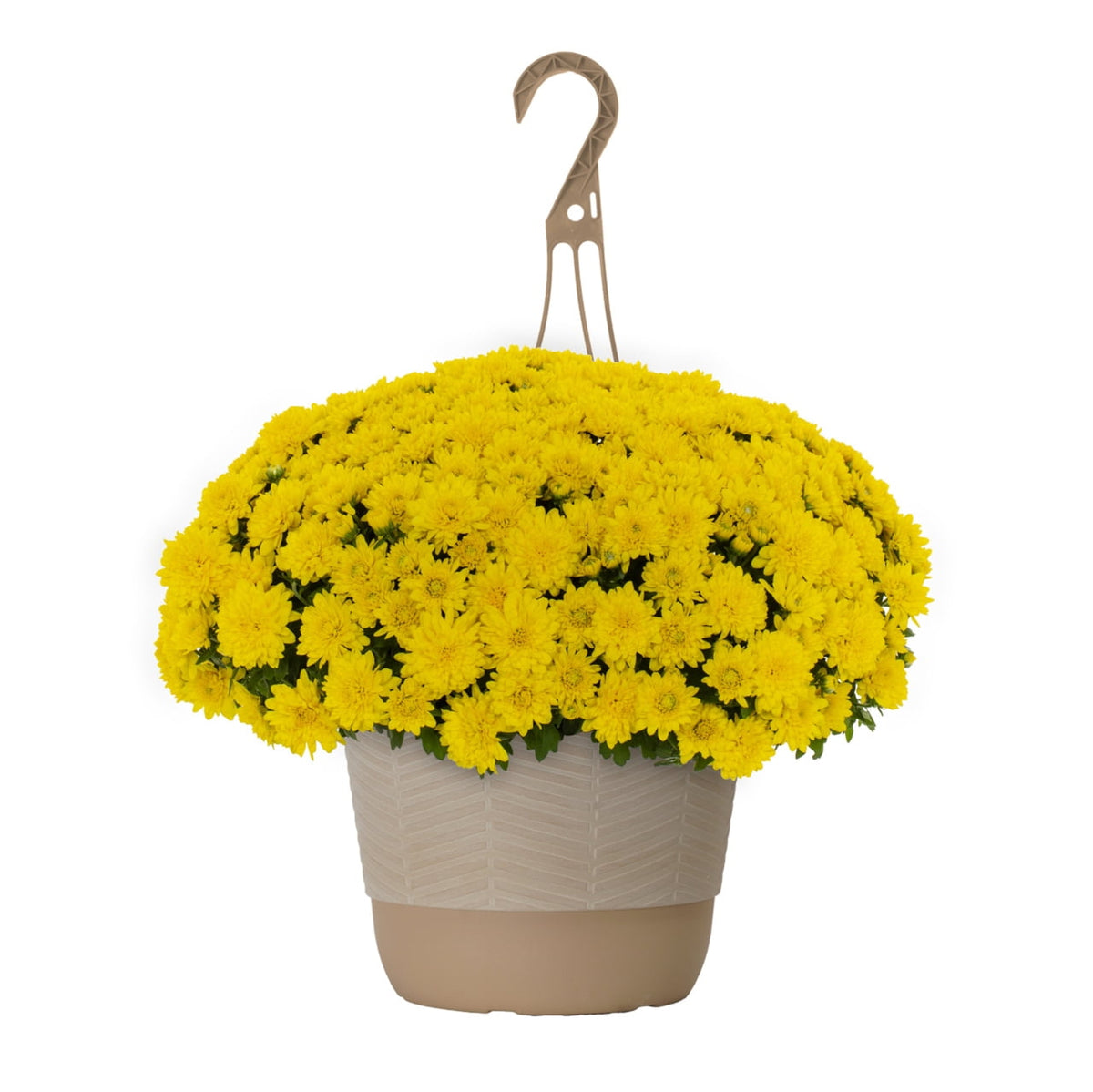 Haunt & Co 1.5G Yellow Garden Mum Live Plant in Hanging Basket
