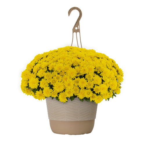 Haunt & Co 1.5G Yellow Garden Mum Live Plant in Hanging Basket