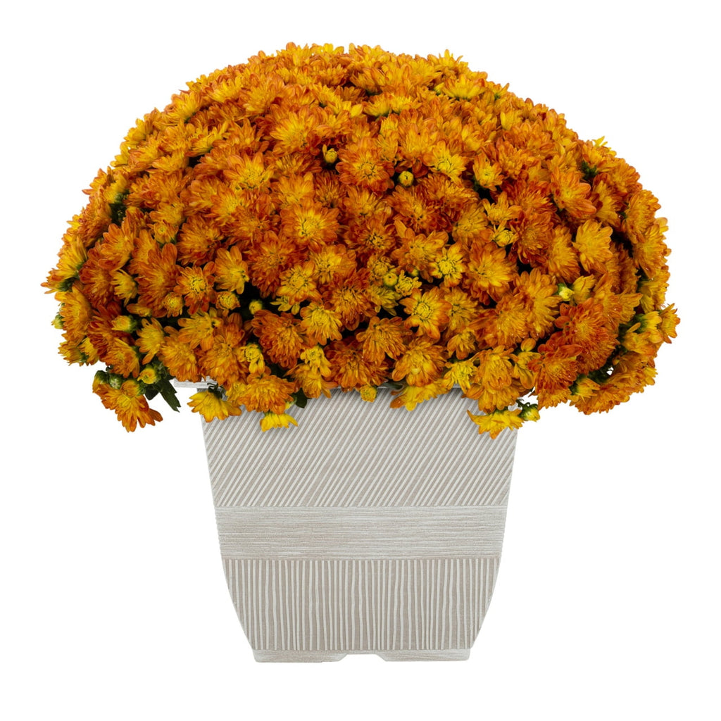 Haunt & Co 1G Orange Garden Mum Live Plant in Decorative Planter