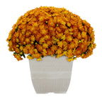 Haunt & Co 1G Orange Garden Mum Live Plant in Decorative Planter