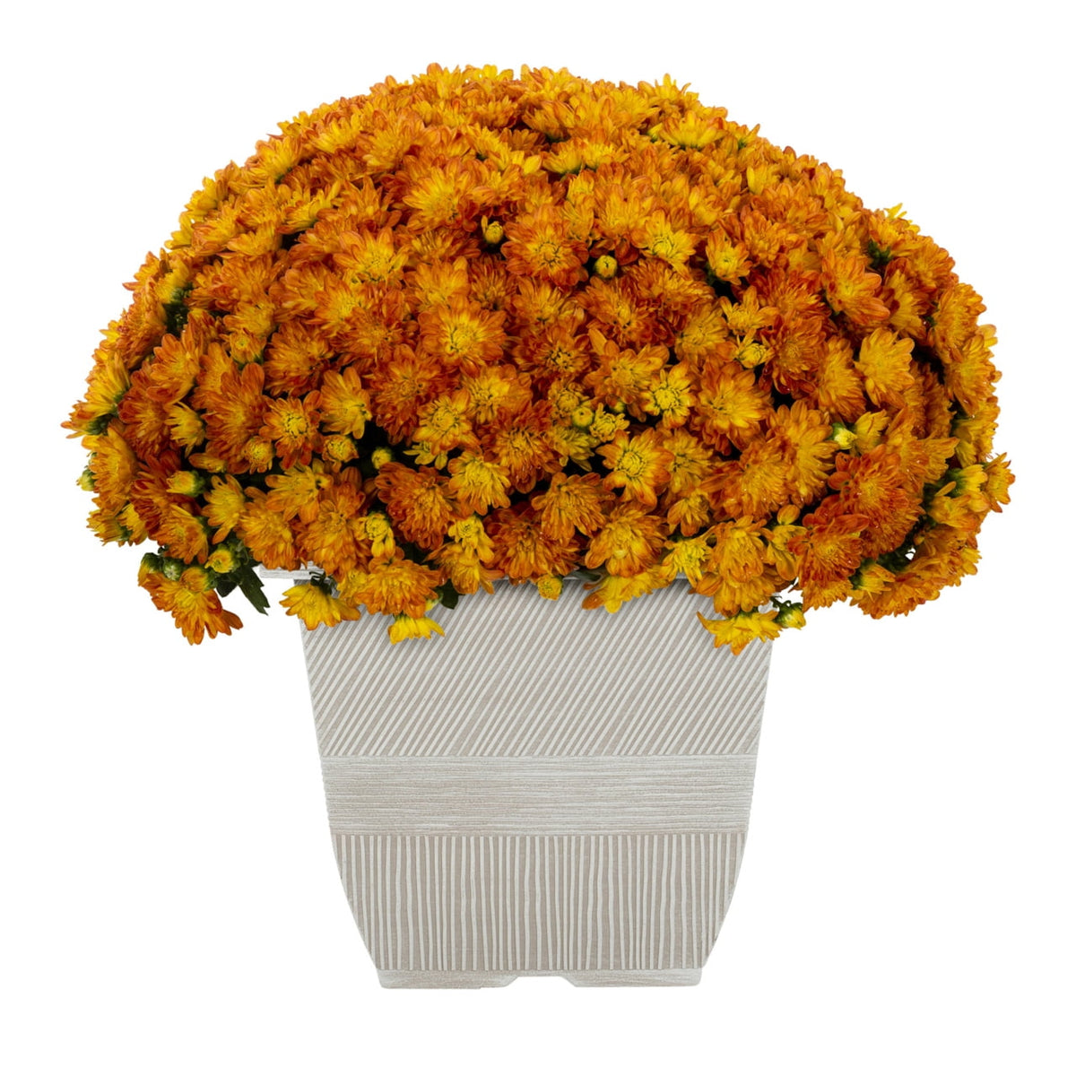 Haunt & Co 1G Orange Garden Mum Live Plant in Decorative Planter