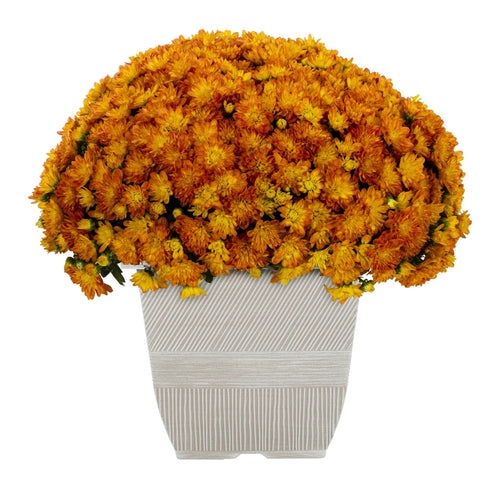 Haunt & Co 1G Orange Garden Mum Live Plant in Decorative Planter