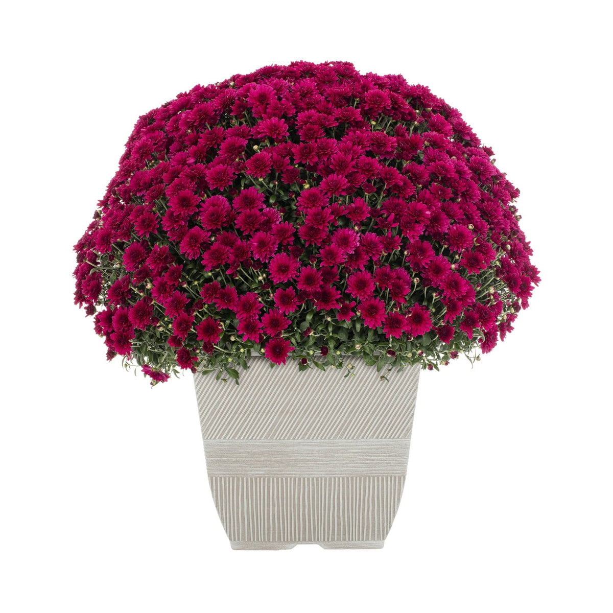 Haunt & Co 1G Orange Garden Mum Live Plant in Decorative Planter