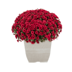 Haunt & Co 1G Orange Garden Mum Live Plant in Decorative Planter