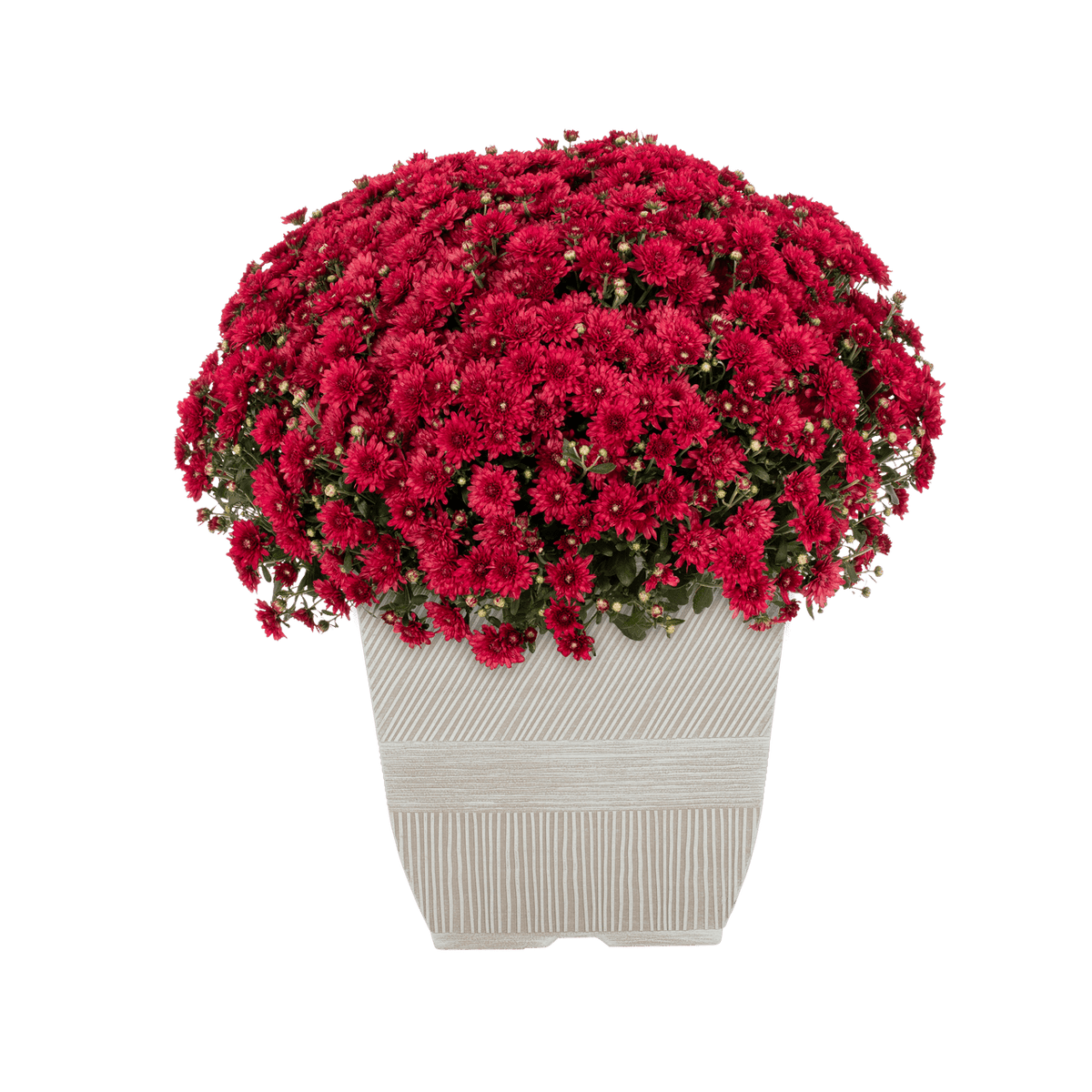 Haunt & Co 1G Orange Garden Mum Live Plant in Decorative Planter