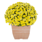 Haunt & Co 1G Orange Garden Mum Live Plant in Decorative Planter