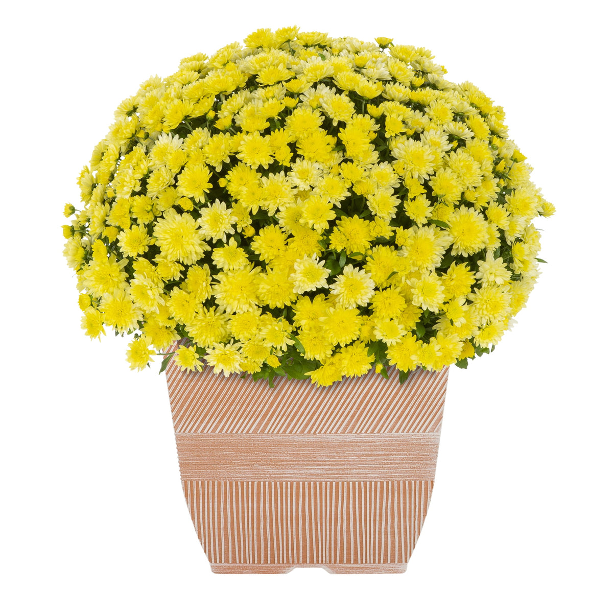 Haunt & Co 1G Orange Garden Mum Live Plant in Decorative Planter