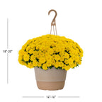 Haunt & Co 1.5G Yellow Garden Mum Live Plant in Hanging Basket