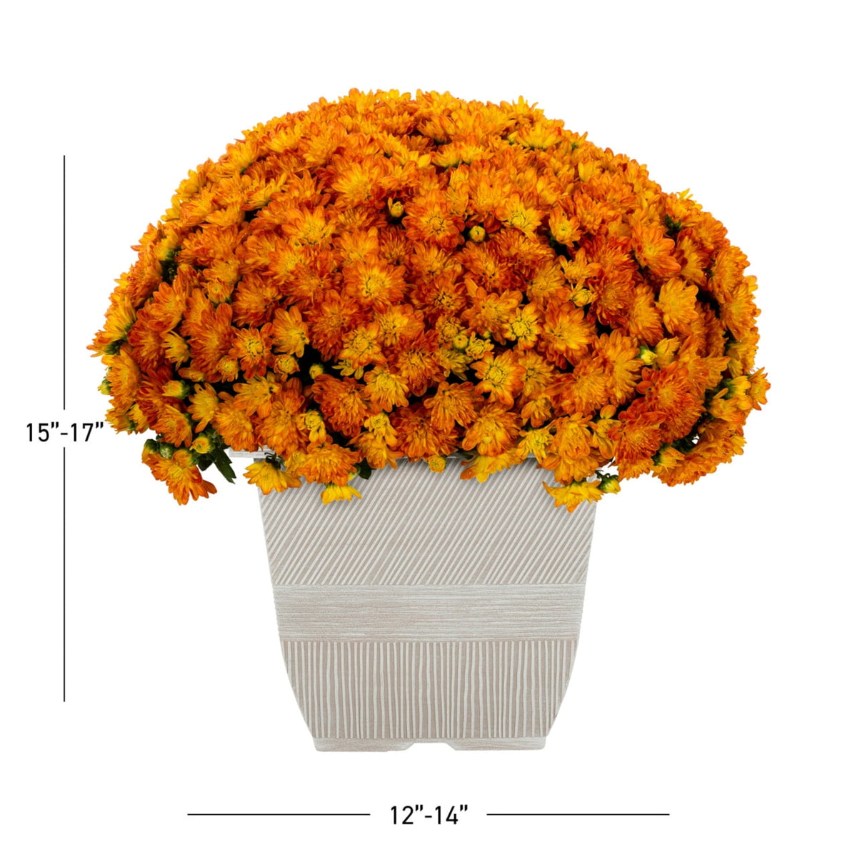 Haunt & Co 1G Orange Garden Mum Live Plant in Decorative Planter