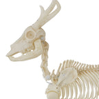 Haunt & Co LED Illuminated Deer Skeleton, 60-inch