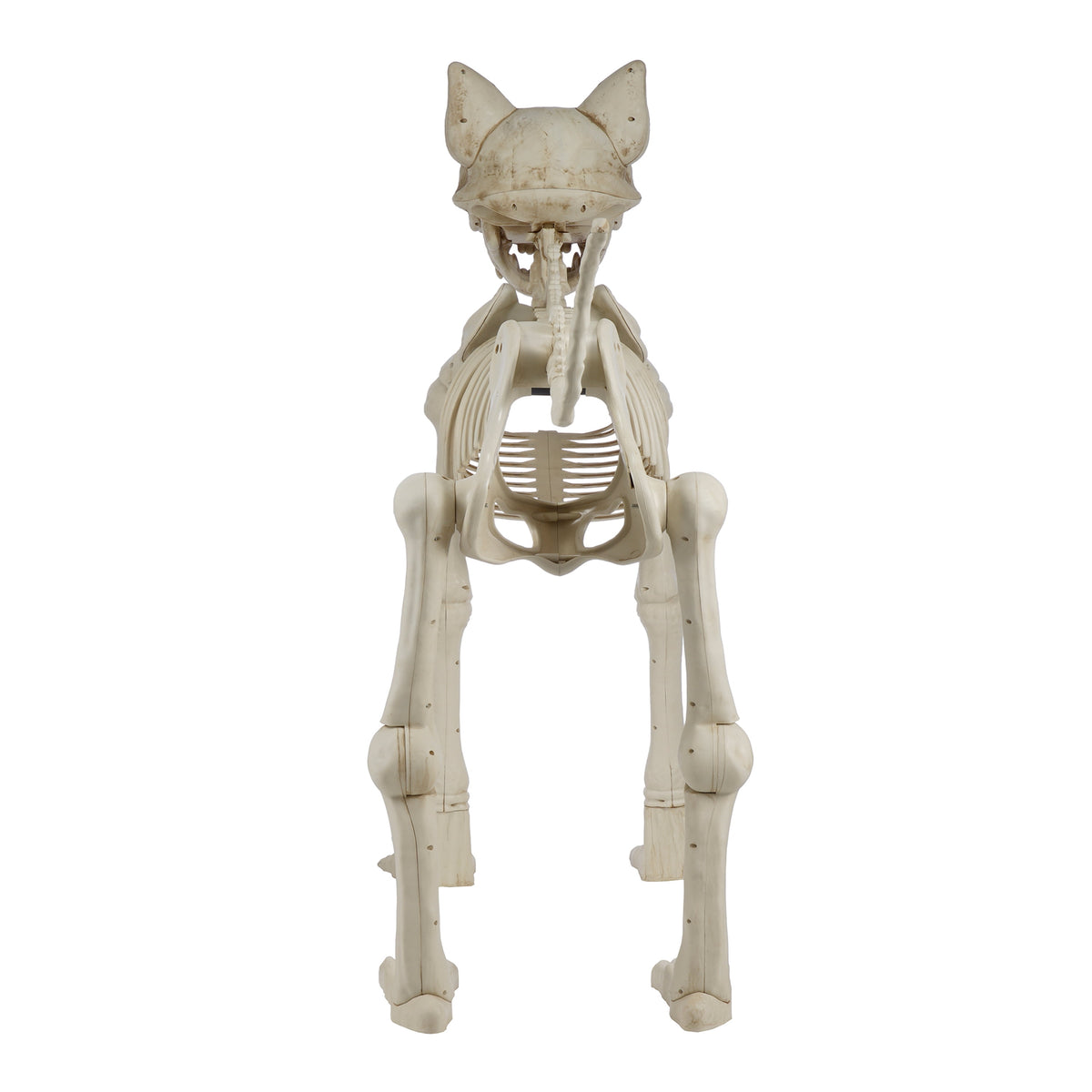 Haunt & Co Beige Plastic Animated Skeleton Cat, 60-inch