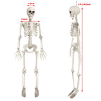 Haunt & Co OZMI Halloween Skeleton Decoration for Haunted House, 38 Inch Full Body Plastic Skull Skeleton with Posable Joints