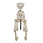 Haunt & Co 60-inch Animated Beige Skeleton Dog