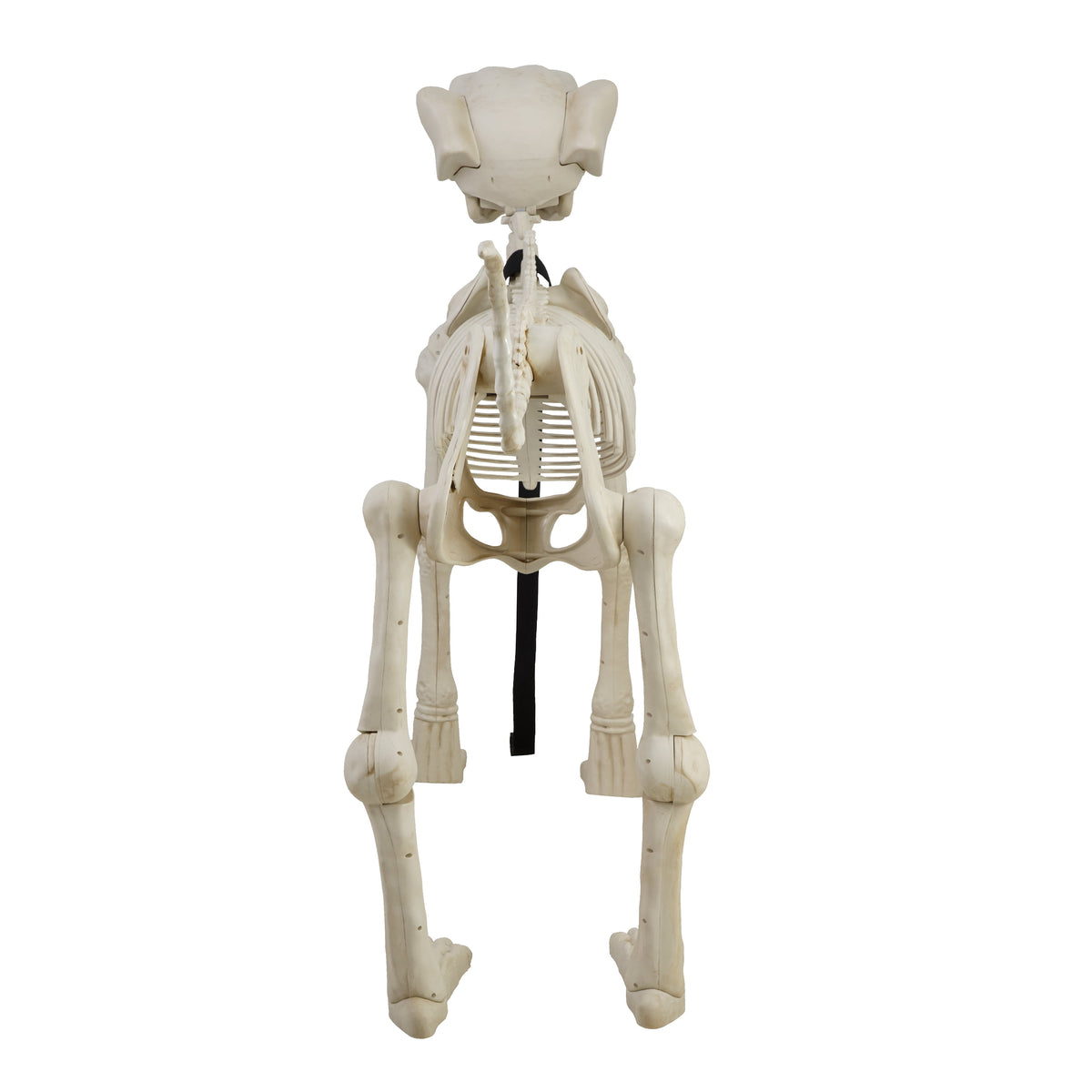 Haunt & Co 60-inch Animated Beige Skeleton Dog