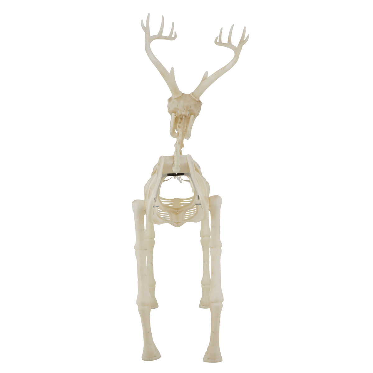 Haunt & Co LED Illuminated Deer Skeleton, 60-inch