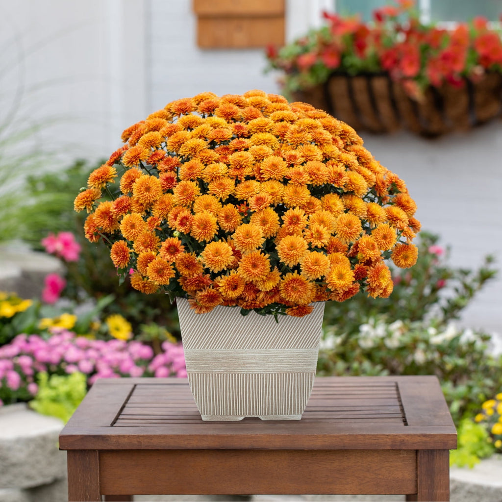 Haunt & Co 1G Orange Garden Mum Live Plant in Decorative Planter