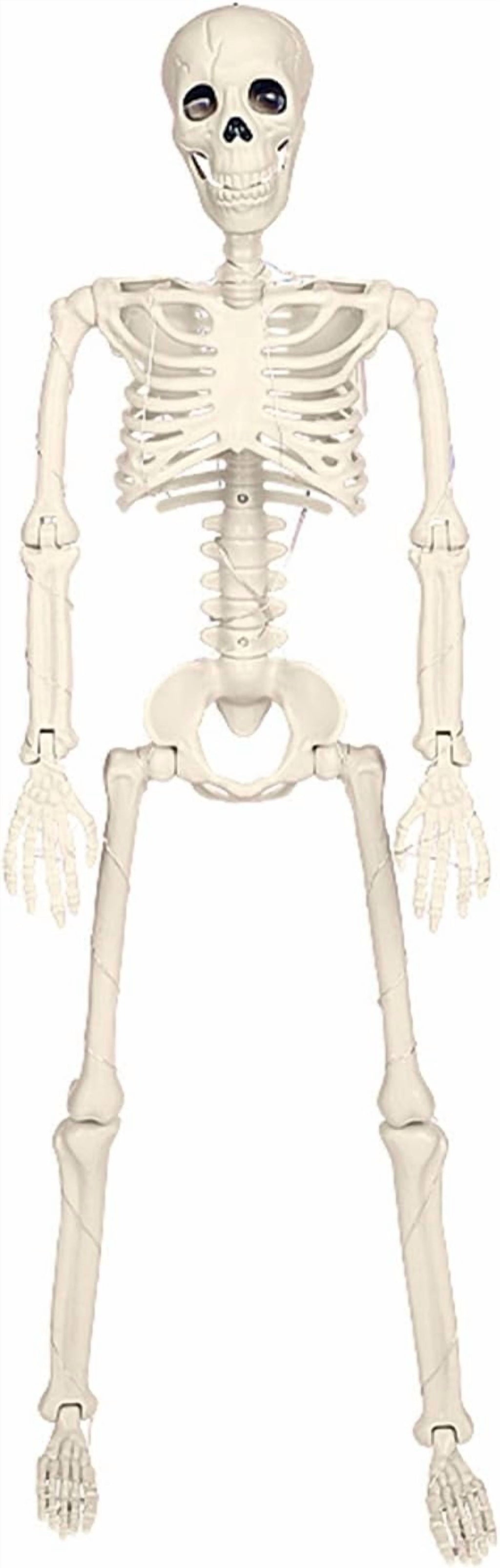 Haunt & Co 36" Full Body Skeleton Decoration,Halloween Posable Skeleton with Lights, Posable Joints Gothic Skeletons Decoration