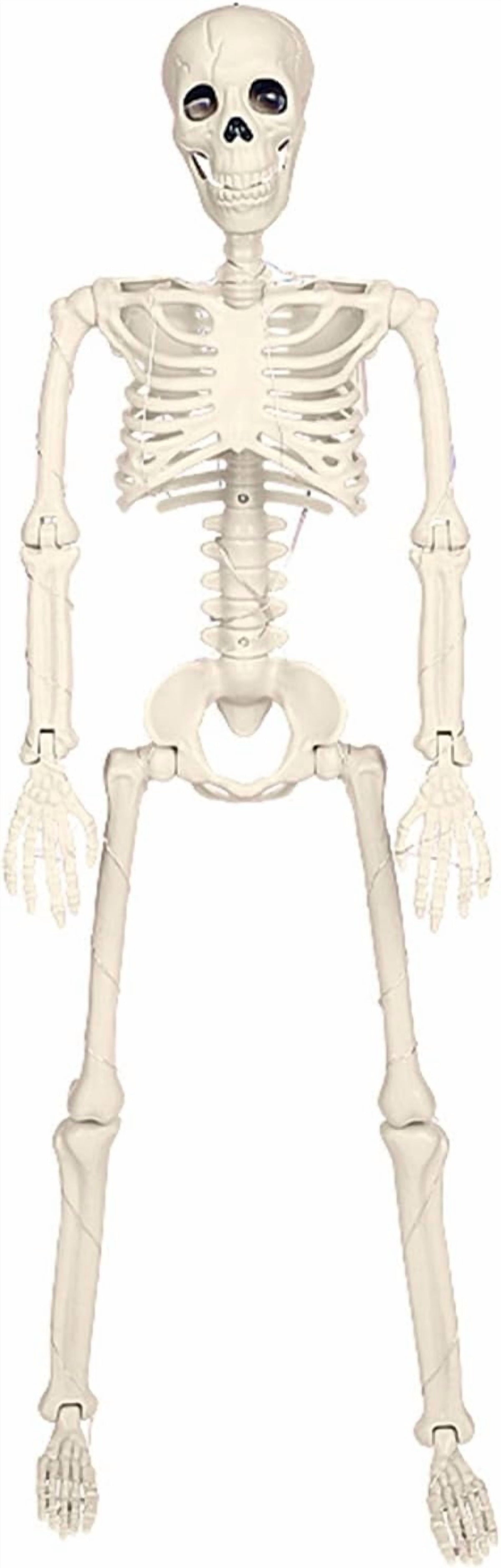 Haunt & Co 36" Full Body Skeleton Decoration,Halloween Posable Skeleton with Lights, Posable Joints Gothic Skeletons Decoration